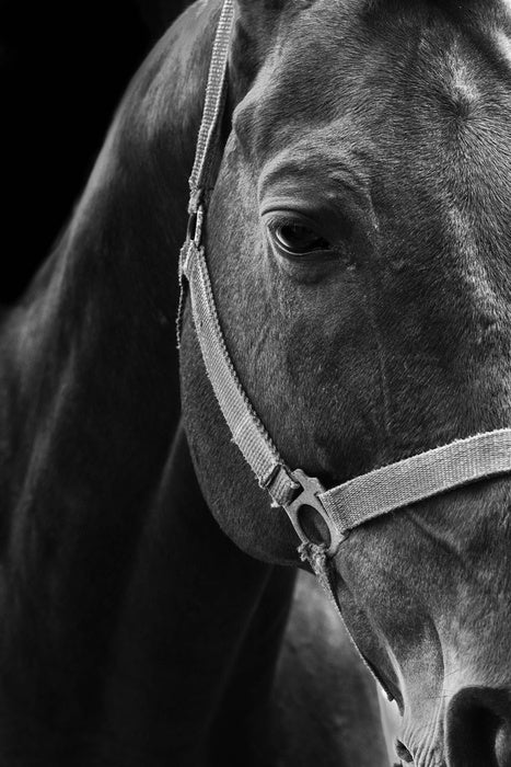 The dark horse