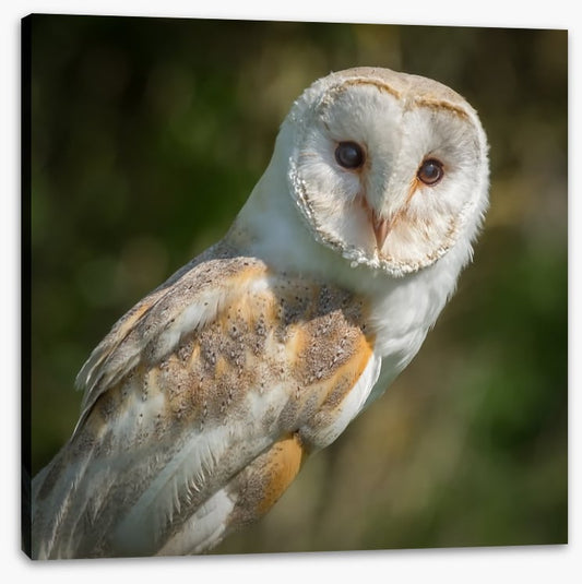 Watchful barn owl