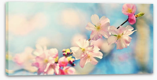 Blue sky blossom