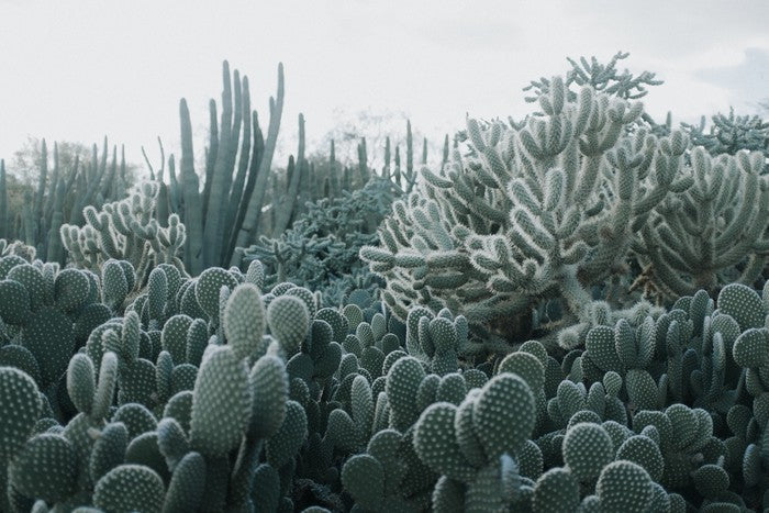 Cacti in the clouds