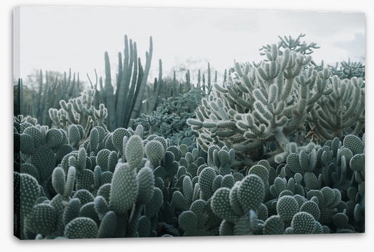 Cacti in the clouds