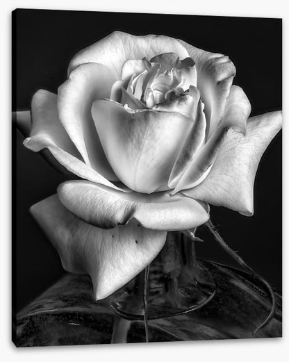 The white rose