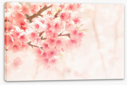 Soft sakura