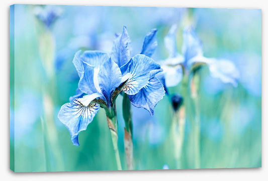 Northern blue iris