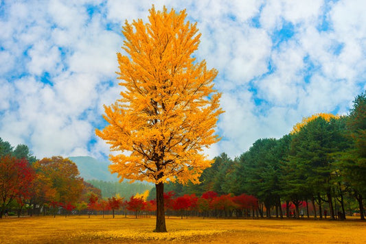 One golden ginkgo