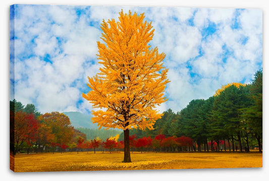 One golden ginkgo