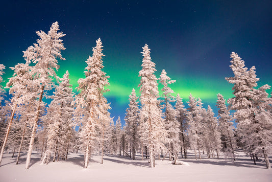 Aurora through the trees