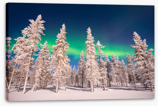 Aurora through the trees