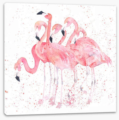 Flamingo flock