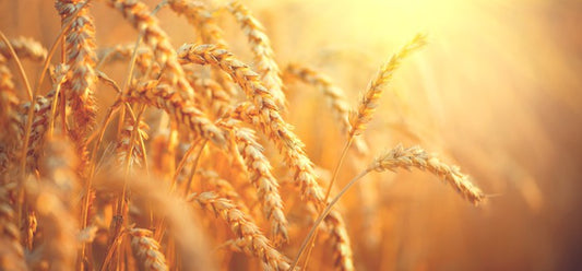 Agriculture