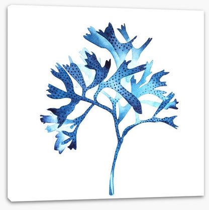 Seaweed blues