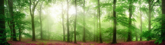 Forests