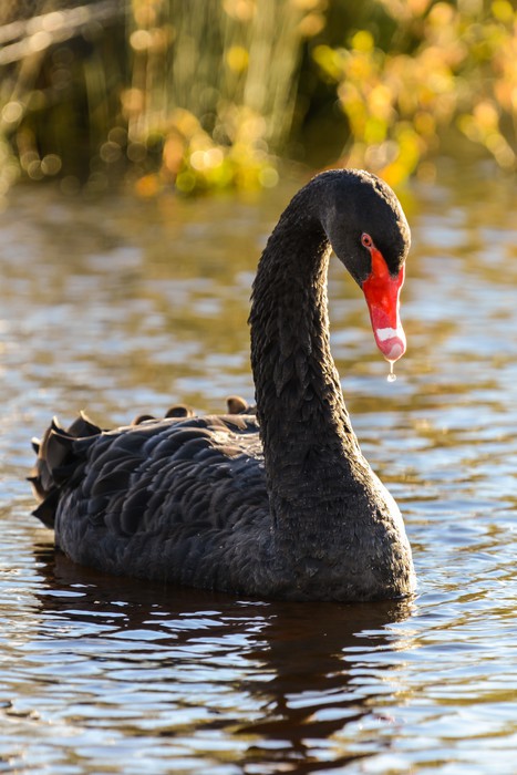 Black swan