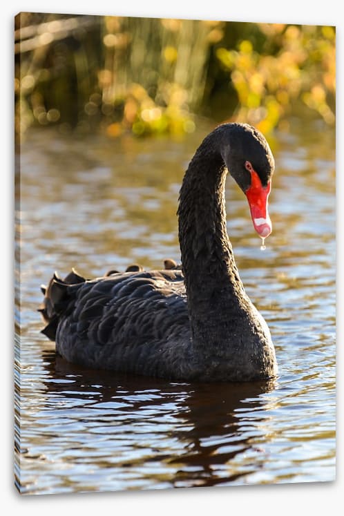 Black swan