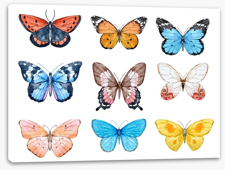 Butterflies