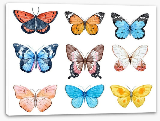 Butterflies
