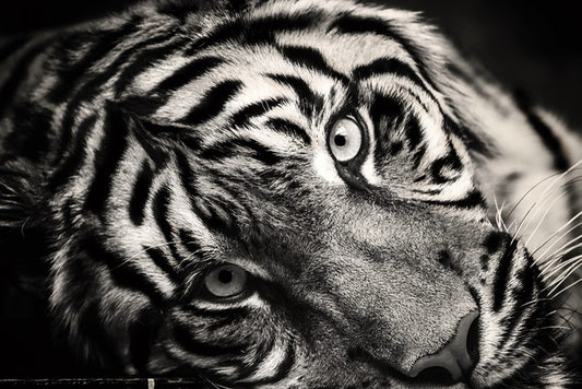 Sumatran stare