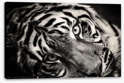 Sumatran stare