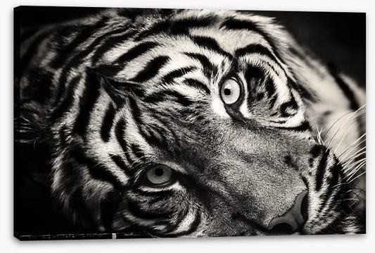 Sumatran stare