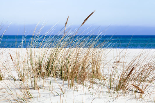 Sandgrass