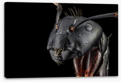 Insects