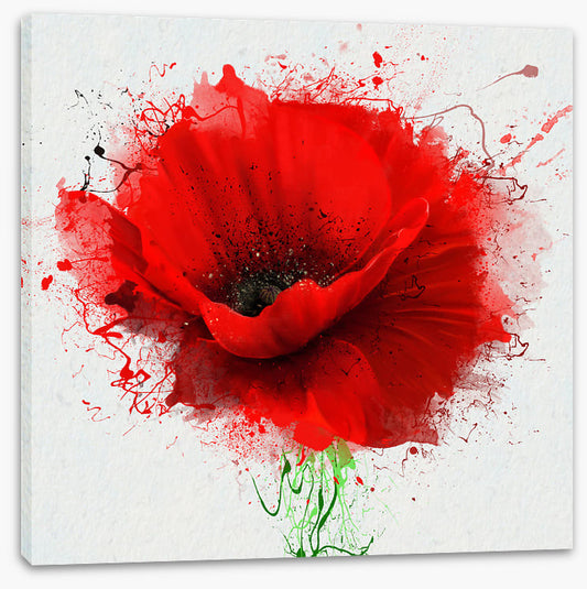 Poppy splash