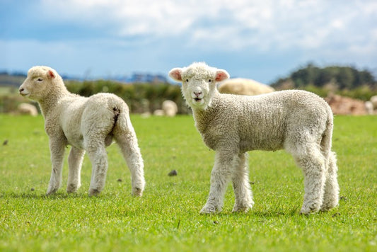 Little lost lambs