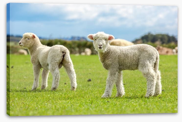 Little lost lambs