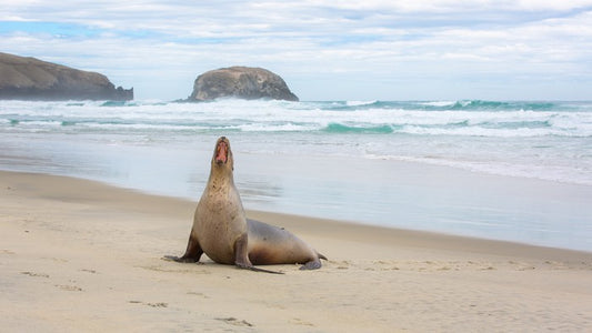 New Zealand