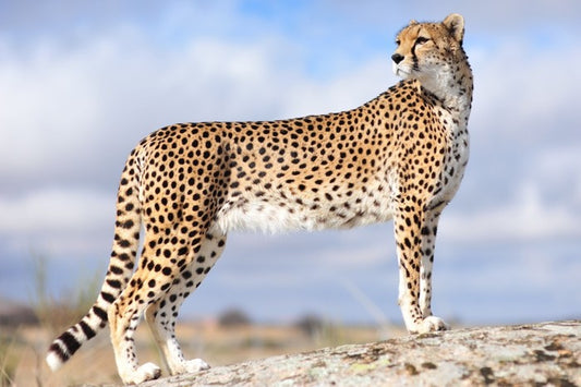 Cheetah on the lookout