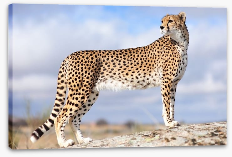Cheetah on the lookout