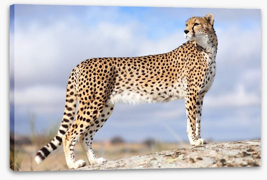 Cheetah on the lookout
