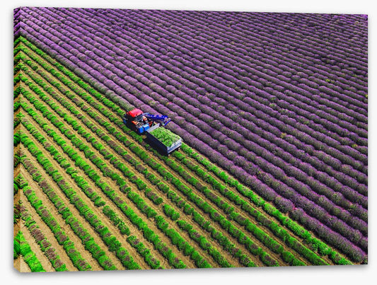 Agriculture
