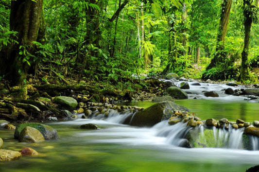 Green jungle stream