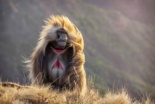 Baboon in the breeze