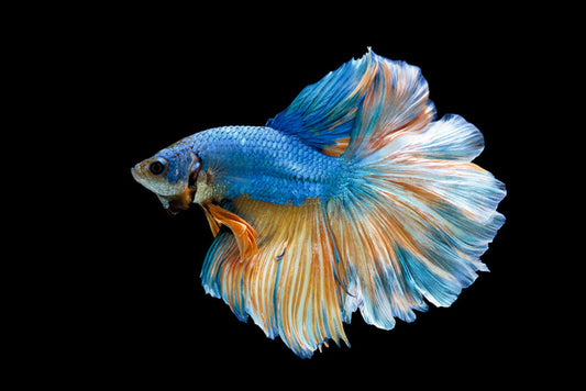 Blue beauty 2