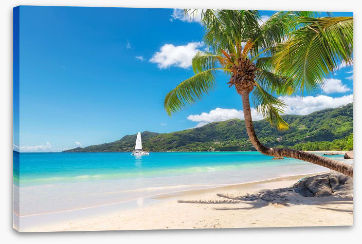 Coconut paradiso