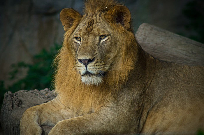 Mufasa mullet