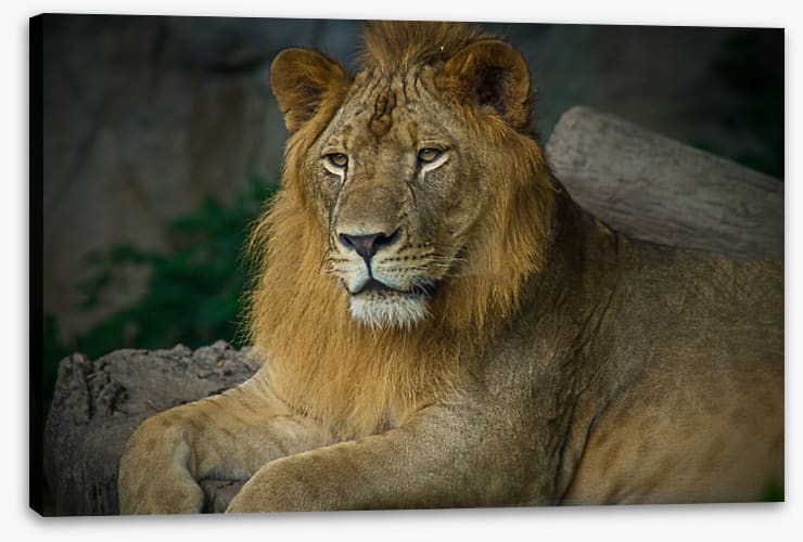 Mufasa mullet