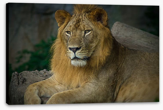 Mufasa mullet