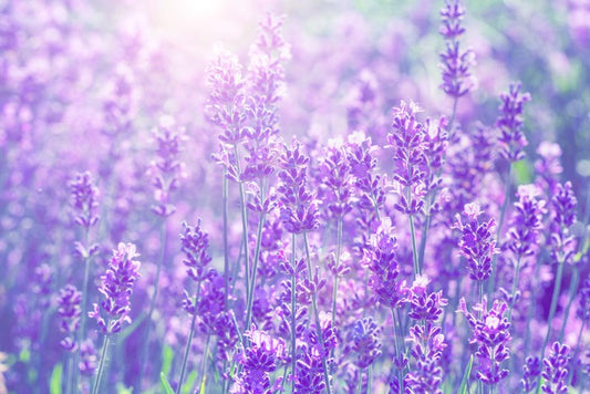 Lavender sunlight