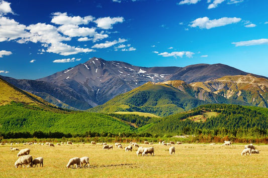 Sunshine graze