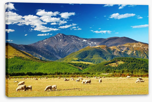 Sunshine graze