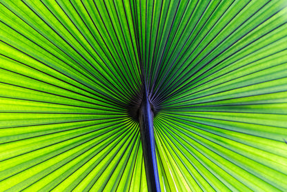 Leaves