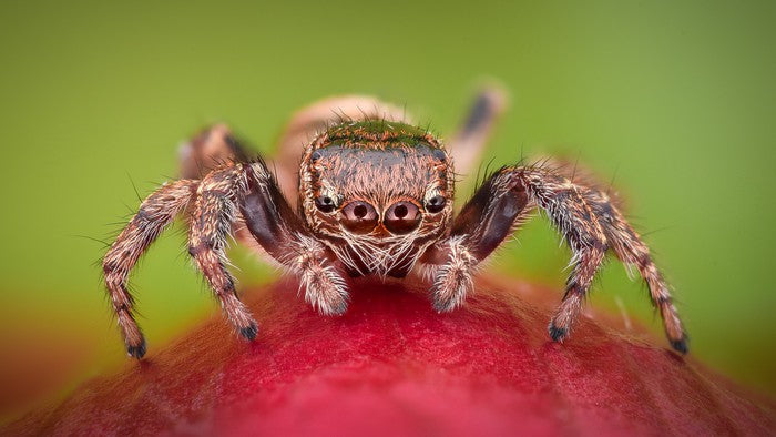 Insects