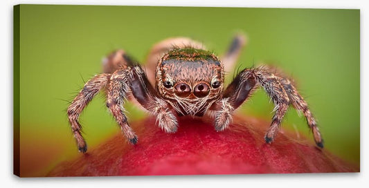 Insects
