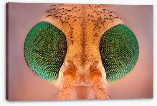 Insects