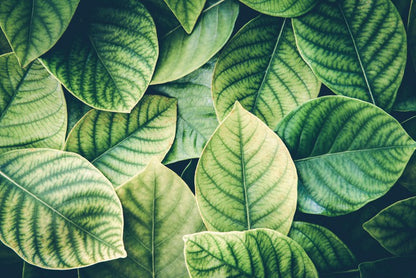 In the leaves
