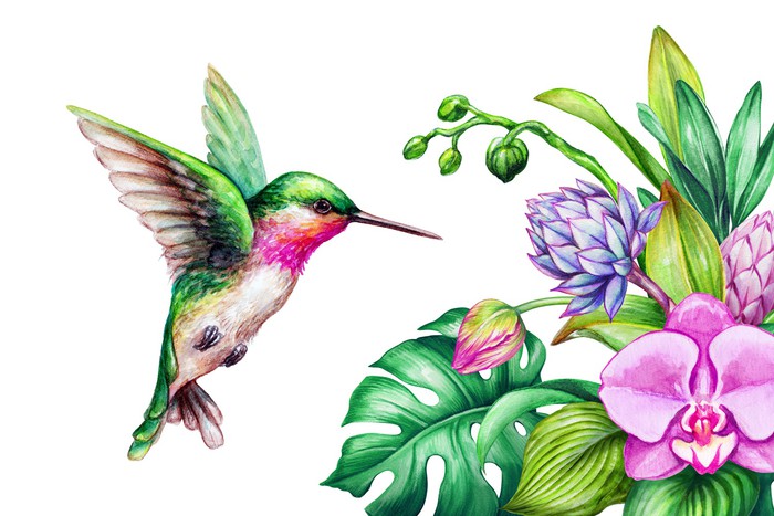 Pink orchid hummingbird