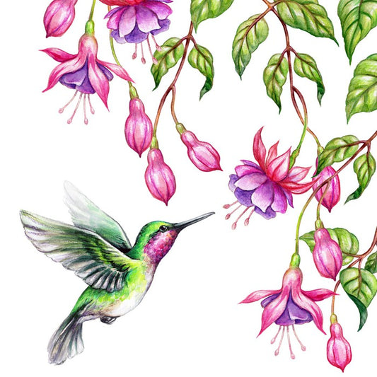 Pink fuchsia hummingbird